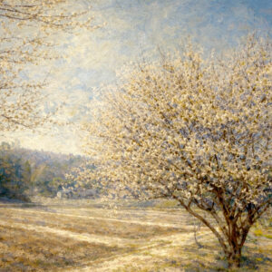 光に満ちる梅の風景