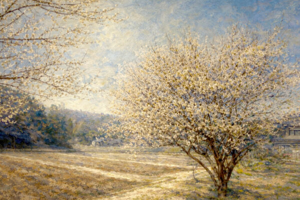 光に満ちる梅の風景|冬と春の間を飾る