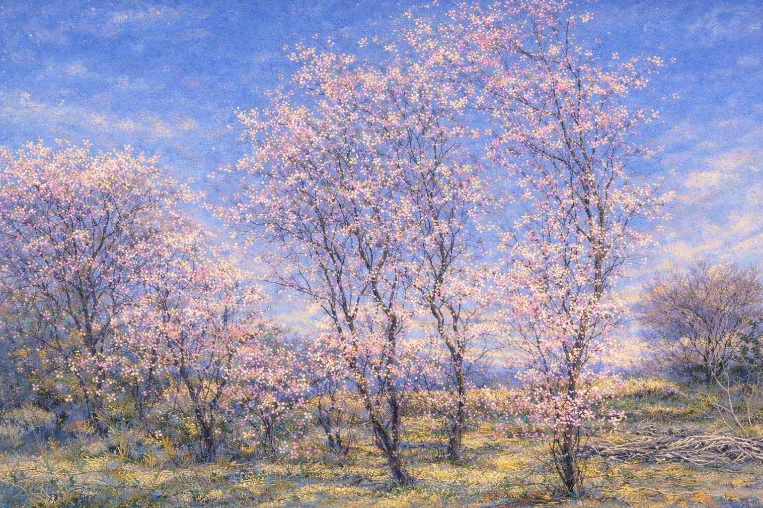 空に咲く春 — Spring Blooming in the Air